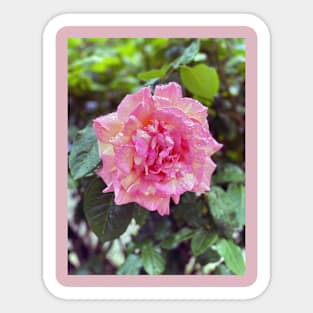 Pink and White Rose Sticker